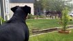 She Hears Her Dog Barking And Looks Out The Window. What She Sees Outside Is Mesmerizing…