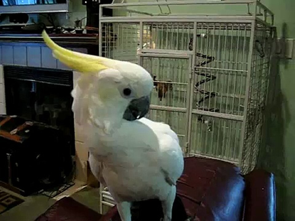 Merlin