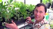 Grow Tropical Edible Herbs, Fruits and Vegetables Where it Snows!