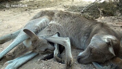 Kangaroo joey chills out in mum's pouch