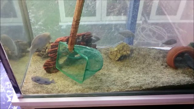 2 Yunus Ciklet'ten 119 Yavru Aldık. Yunus Ciklet Kusturma...