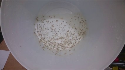 3 Haftalık 385 Tane Ciklet Yavrusu...