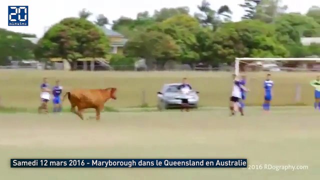 Un taureau charge des enfants qui jouent au football