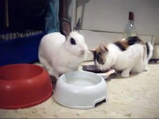 Rabbit and cat at dinner together with very polite and good manners