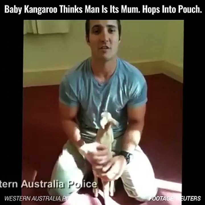 Ce bébé kangourou prend cet homme pour sa maman