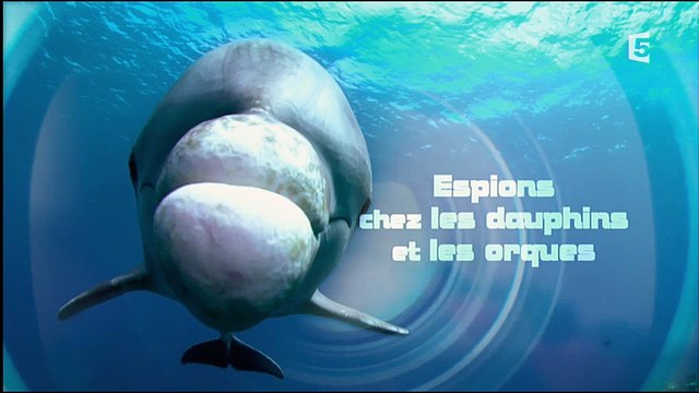Espions Chez Les Dauphins & Les Orques