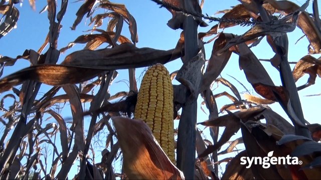 Hibrid kukuruza NK Pako - dobar i za branje i za krunjenje_442_05.03.2016.