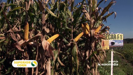 Sa hibridom kukuruza Bećar prinosi su uvek stabilni, a rod kvalitetan_442_05.03.2016.