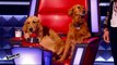 Mika promène ses chiens sur le plateau de The Voice ! - ZAPPING TÉLÉ DU 14/03/2016