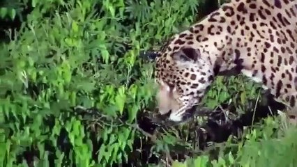 Jaguar Yine Affetmedi - Timsah Peşinde!