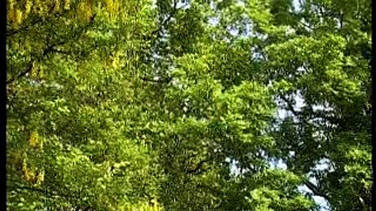 Kario