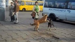 Собаки играются на станции Железнодорожная / Dog's playing