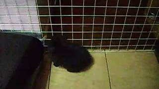 angora rabbit escape