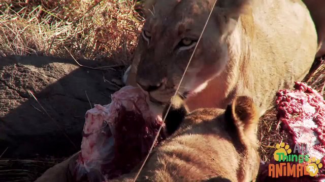 AFRICAN ANIMALS Animals playlist for children. Kids videos. Kindergarten Preschool learning