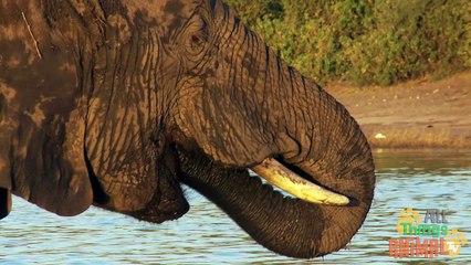 ELEPHANTS Animals for children. Kids videos. Kindergarten  Preschool learning
