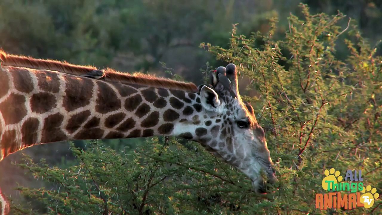 GIRAFFE Animals for children. Kids videos. Kindergarten  Preschool learning