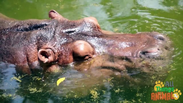 HIPPOS Animals for children. Kids videos. Kindergarten Preschool learning
