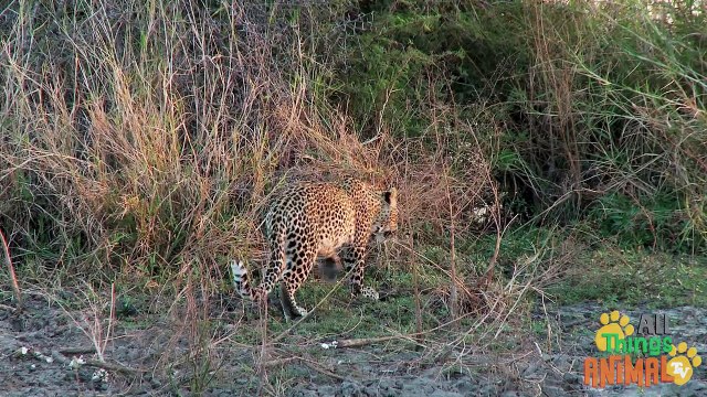 LEOPARDS Animals for children. Kids videos. Kindergarten Preschool learning