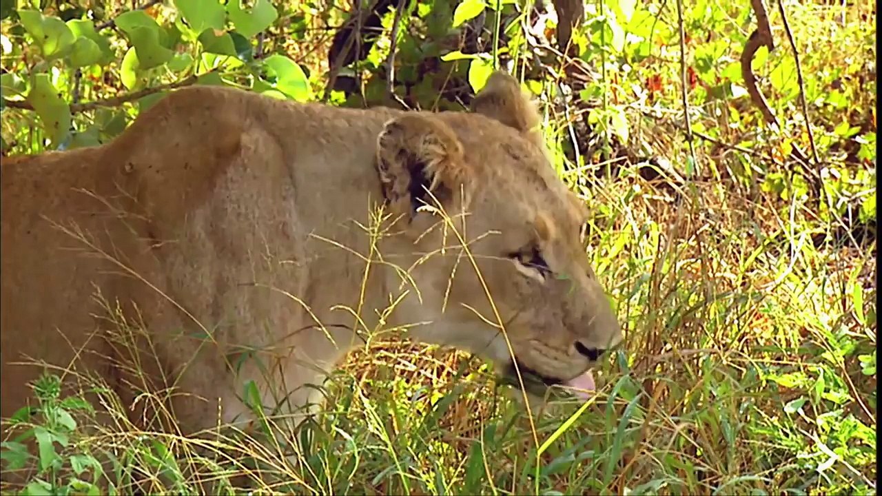 LIONS Animals for children. Kids videos. Kindergarten  Preschool learning[1]