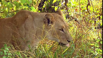 LIONS Animals for children. Kids videos. Kindergarten  Preschool learning[1]