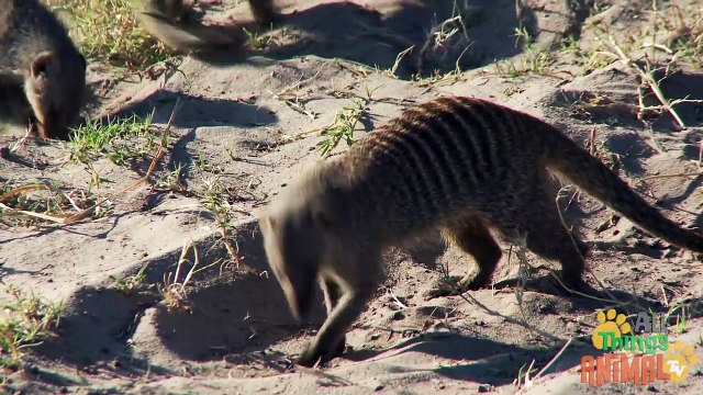 MEERKAT Animals for children. Kids videos. Kindergarten Preschool learning