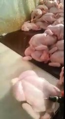 Injecting water in chicken to increase weight