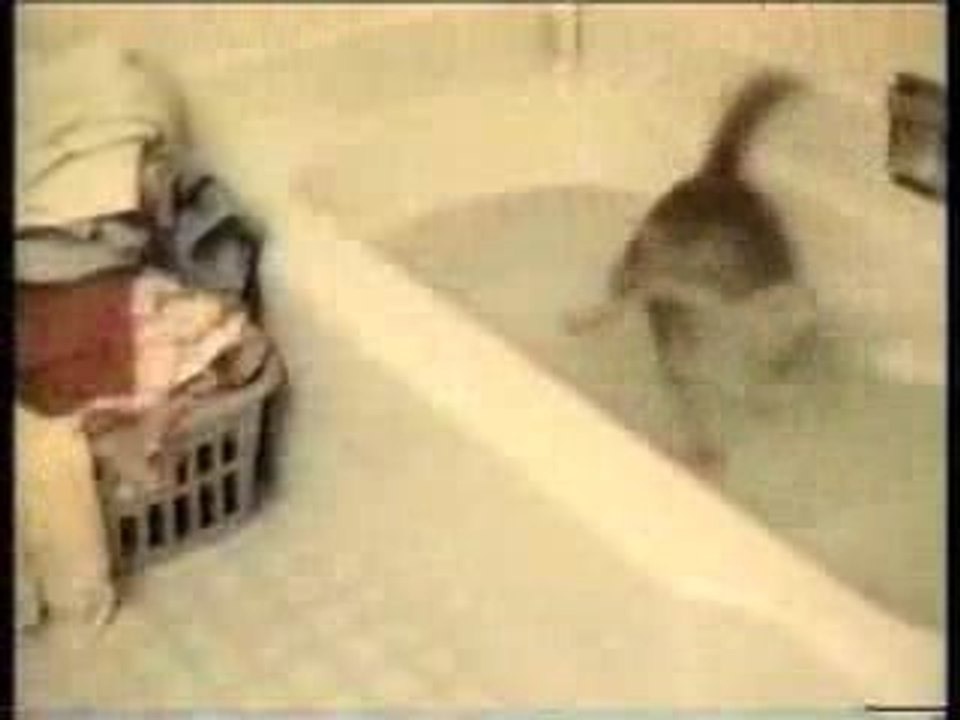 betisier de chats