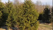 Consider Raising Norway Spruce Trees In Pa