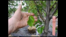 Flowering Pear Trees       Bucks County Grower