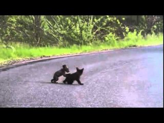 Two tiny bears playing!