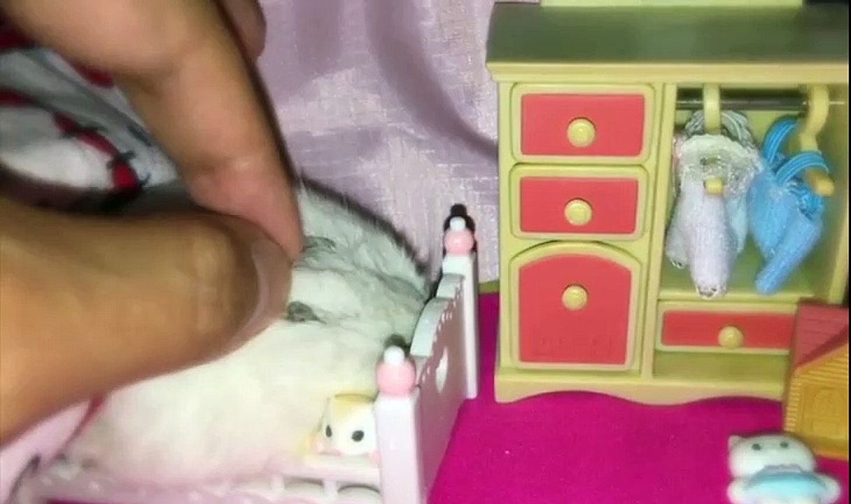 Top 3 - Funny Pet Compilation