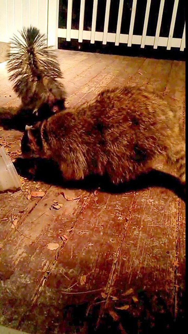 Skunk and Raccoon on my deck.