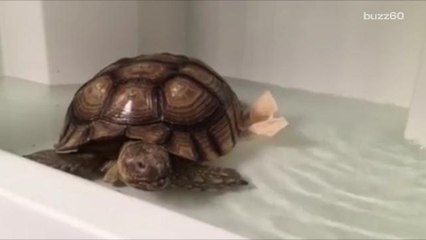 Kevin the tortoise makes it very clear when he wants to take a shower
