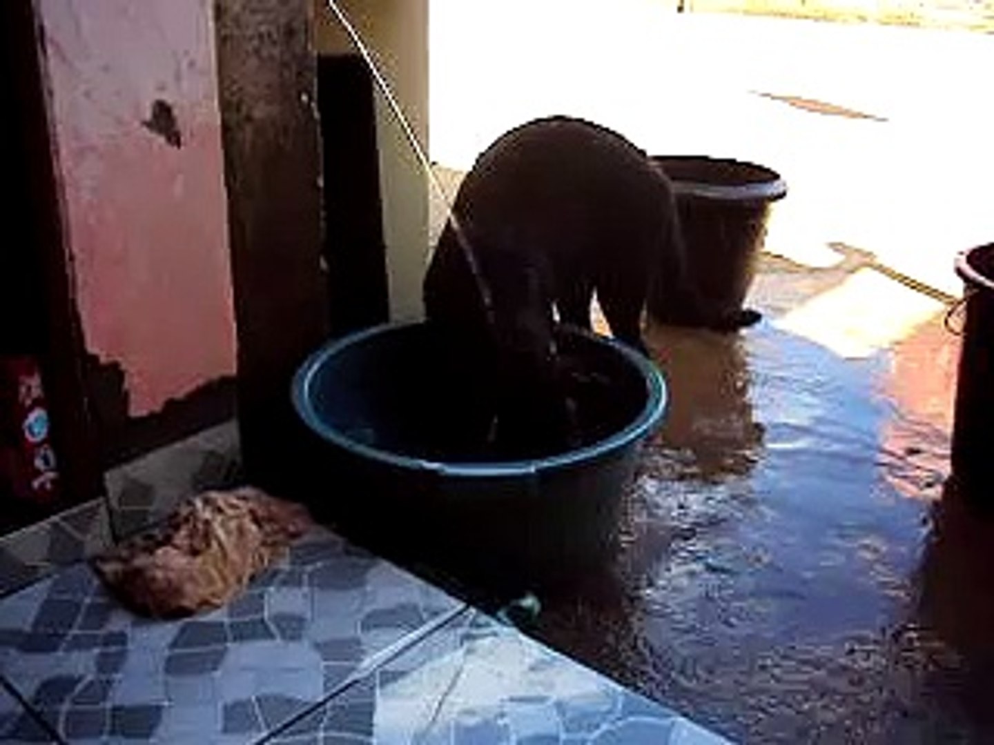 MINHA LABRADOR
