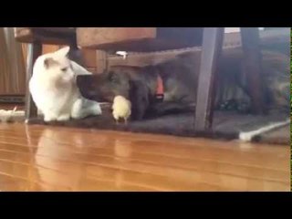 Baby chick's first meet n' greet  The feels