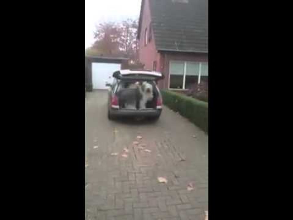 This is what happens whenever it's time to go to the dog park!