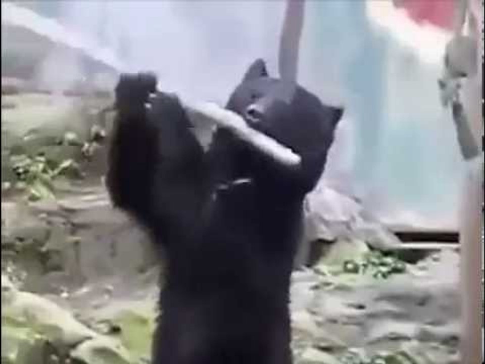 Kung Fu Bear