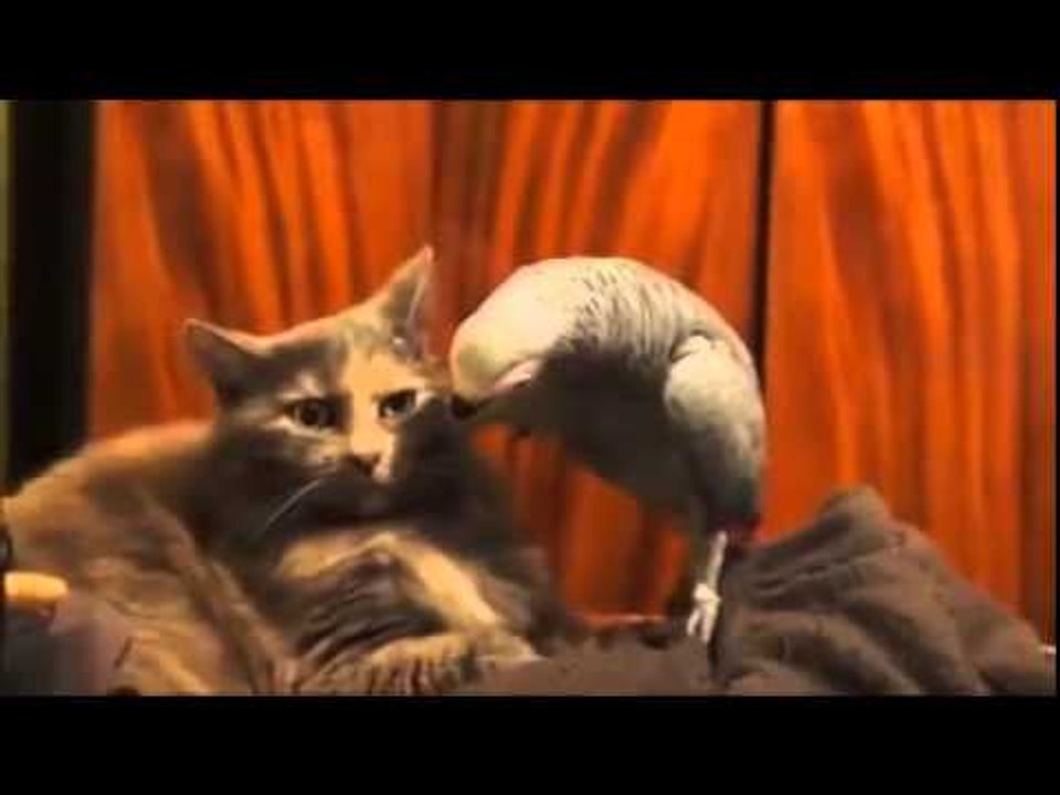 This cat is fed up!