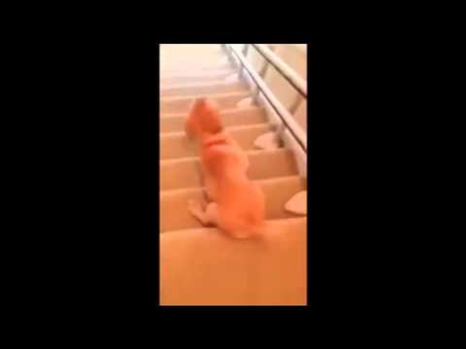 Dog learning how to go down stairs