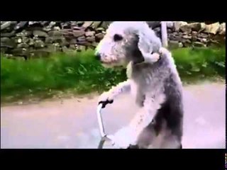 Doggie Rides a Bike!