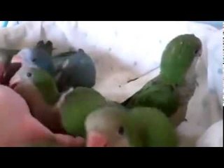 Baby parrots are excited to eat  Look how cute they are!