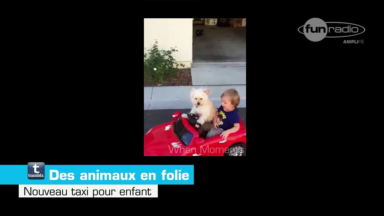 VIDÉO - Une autruche contre des cyclistes, un chien qui se prend pour un lapin... ces animaux sont fous