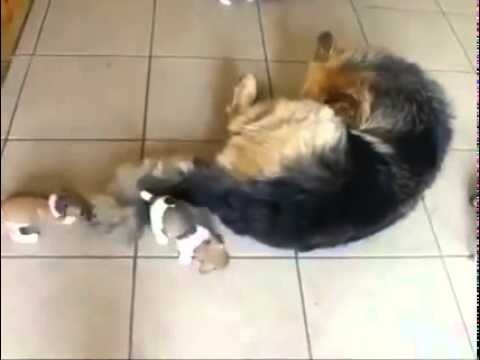 German Shepherd adopts 5 orphaned Jack Russell pups