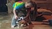 Beagle Wearing A Dress Falls Over