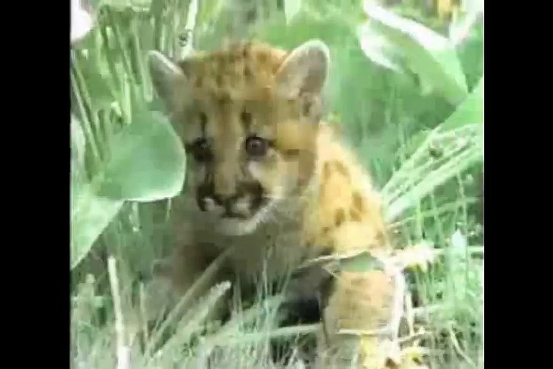 Biggest wild animal fights 2