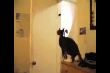 Ninja Cats tiny lions