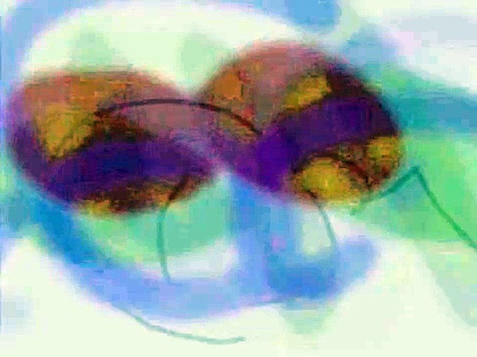 Patrick Baele - MOVING COLOURFIELD YT 8