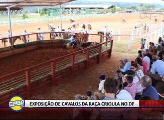 CAVALOS RAÇA CRIOULA