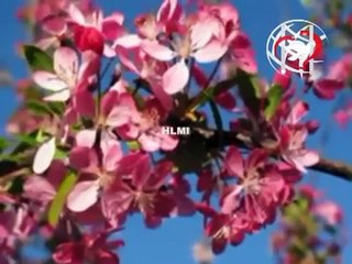 Aisi Mann Main Lagan Tu Laga - Geet aur Zaboor Song - Easter Son - YouTube