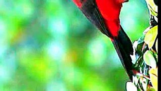 Documentario tie sangue.Aves do brasil -camburi-sp..wmvTubetrafficmembership.com